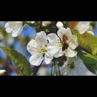 英國將禁止毒害蜜蜂之殺蟲劑