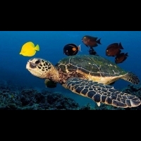 海龜冬眠的秘密:呼吸