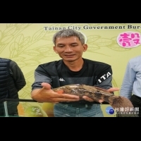 台南漁民成功養殖筍殼魚　水庫魚將走進家庭