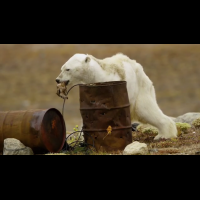「這就是滅絕！」地球暖化北極熊首當其衝   攝影師含淚直擊饑餓垂死慘狀