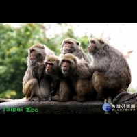 冷氣團來襲　台灣獼猴相互擁抱取暖