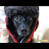 癌末阿嬤想見愛犬「烏米」！　 安寧照護這樣做暖哭網友