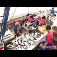 漁民出海賺「烏金」　北海岸已捕獲6萬多尾烏魚