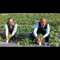 行銷農村觀光　彰化二水農會推「鄉村味」拔蘿蔔回饋活動