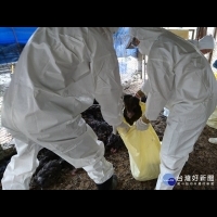 屏縣一處土雞場確診為H5N2亞型高病原性禽流感　撲殺4849隻土雞