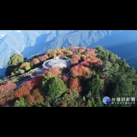 阿里山歲末最美風景　小笠原山「楓」起雲湧