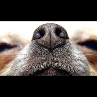 能聞到癌症味道的狗狗可以廣泛用於檢測癌症嗎？
