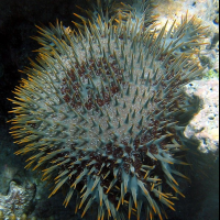 暖化破壞又逄剋星，大堡礁許多珊瑚恐消失