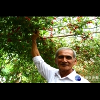反覆改造鹽分地　農民成功在七股鹽山腳下種出甜番茄