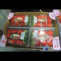 食藥署邊境查驗　好市多草莓、藍莓　全聯藍莓農藥超標　皆退運銷毀