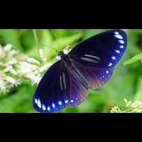 蝴蝶保育共生計畫，創造出復育蝴蝶的新天堂，重回蝶舞之鄉的美譽