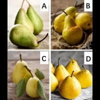 準爆！四個梨哪個最甜？測出你最捨不得離開誰！