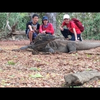 「全世界最大的蜥蜴」在這！10～13歲小小兵帶路：印尼跳島行程這樣安排...
