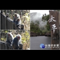 台灣獼猴出沒太平山莊　遊客切莫餵食以免惹禍上身