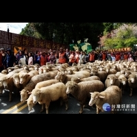 清境農場奔羊節登場　民眾體驗高山牧羊樂趣