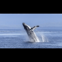 鯨魚鯊魚可能遭海洋塑料傷害