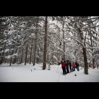 【北海道滑雪日記】雪中健行  到森林裡踩棉花