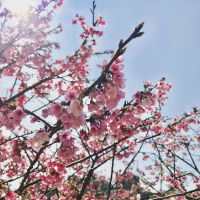 台北也能追櫻花！大年初一走春就搭捷運去這5個粉紅世界吧