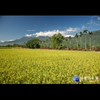 台灣米被香港驗出砷超標　農委會：低於歐盟規範