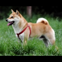 人類公認最忠實的狗、日本不光有柴犬和秋田，這種狗繼承了狼血 全世界只剩300隻