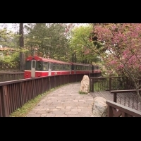 阿里山森林鐵路停駛3個月 櫻花祭不受影響