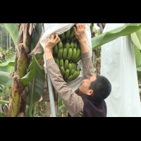 「自己的香蕉自己摘」 埔里首推認養香蕉樹