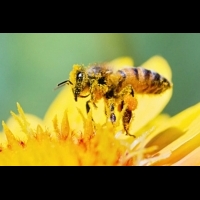 人類生存的重要關鍵-蜜蜂