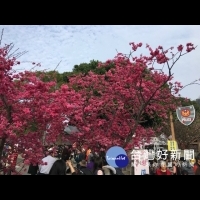 「最美派出所」櫻花大爆發　吸引逾30萬人次參訪