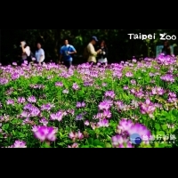 北市動物園「紫雲英」盛開　拍照賞花正著時