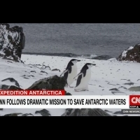 企鵝都要哭了！多國南極捕撈磷蝦 食物減少陷危機