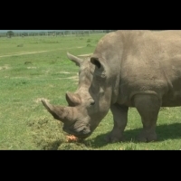 世上最後一隻雄白犀牛死了！ 肯亞立碑籲禁止交易