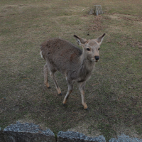 園方設中英告示牌教餵鹿技巧，你知道奈良鹿低頭鞠躬其實是攻擊前兆嗎？