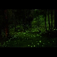 發光的小精靈-螢火蟲