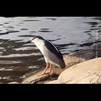 南崁溪邊「企鵝」受困？ 野鳥協會到場驚呆