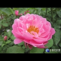 花博公園玫瑰盛開　色彩繽紛香氣濃郁