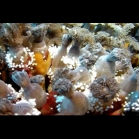綠島大香菇珊瑚復原 出現產卵繁殖特殊景象