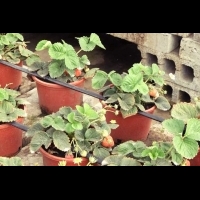荒廢屋頂經營400坪大果園 天天產草莓