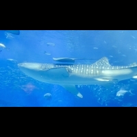 與鯨鯊共游科爾特斯海