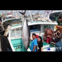 屏東黑鮪魚季「第一鮪」確認　4/22東港魚市場熱鬧拍賣