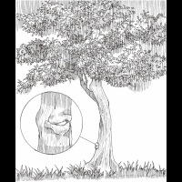 京都城陽市公認古木　竟然是會讓人婚姻破碎的「夜叉婆的樹」
