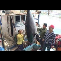 宜蘭今年第一條黑鮪魚！重達211.6公斤