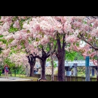 櫻花又盛開？！粉嫩嫩的櫻花雨，夏天也看的到！！快來這兒瞧瞧吧～還可以穿和服感受日本風味！