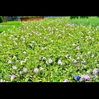 斑葉赤道櫻草染紫夏日　迎風搖曳生姿