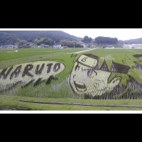 超壯觀 日本大型稻田藝術｜La Vie