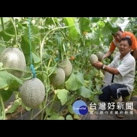 種葡萄強棒外埔區洪俊義防量多價賤　試種哈蜜瓜類有出色表現