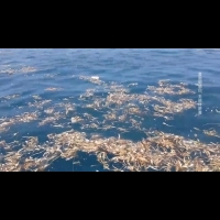 碧砂漁港出現大批垃圾 布滿海面影響船隻
