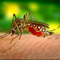 天熱蚊蟲爆增，請謹防登革熱這個曾稱為「斷骨熱」的疾病