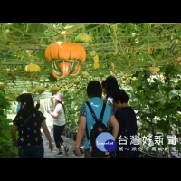 中社花市栽種五顏六色「南瓜」　造型奇特令遊客驚豔