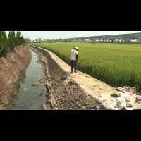 水田乾到龜裂 台南實施第一階段限水