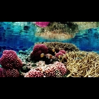 夏威夷為了拯救珊瑚礁提議禁止使用某些防曬霜